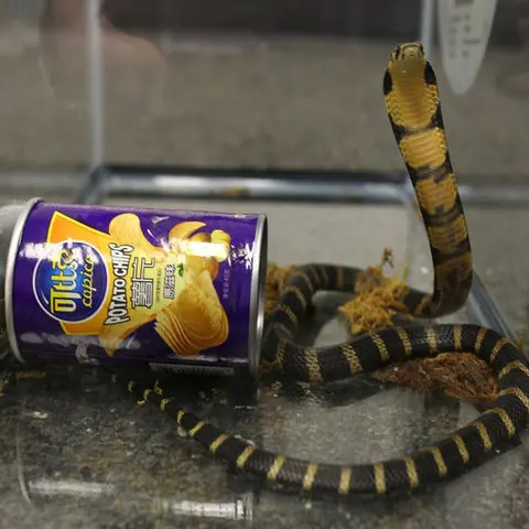 Man accused of smuggling king cobras in chip cans