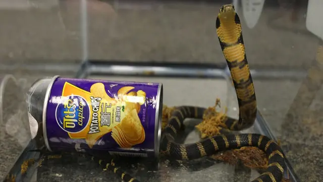 Man accused of smuggling king cobras in chip cans