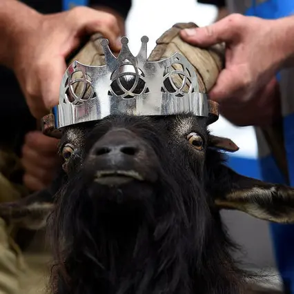 In a remote Irish town, a goat reigns supreme