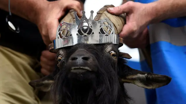 In a remote Irish town, a goat reigns supreme