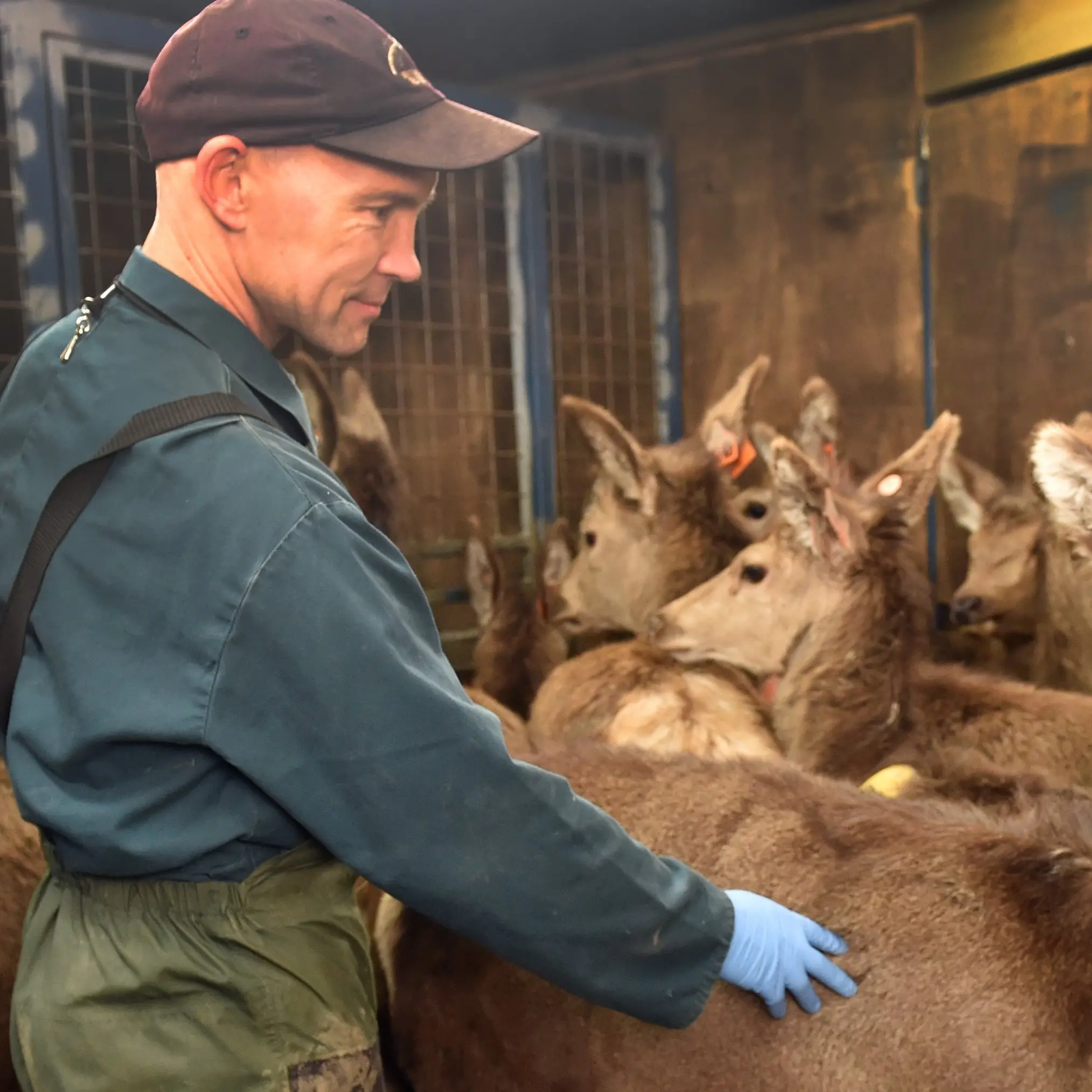 ‘Big fan’ of deer for both farming and eating