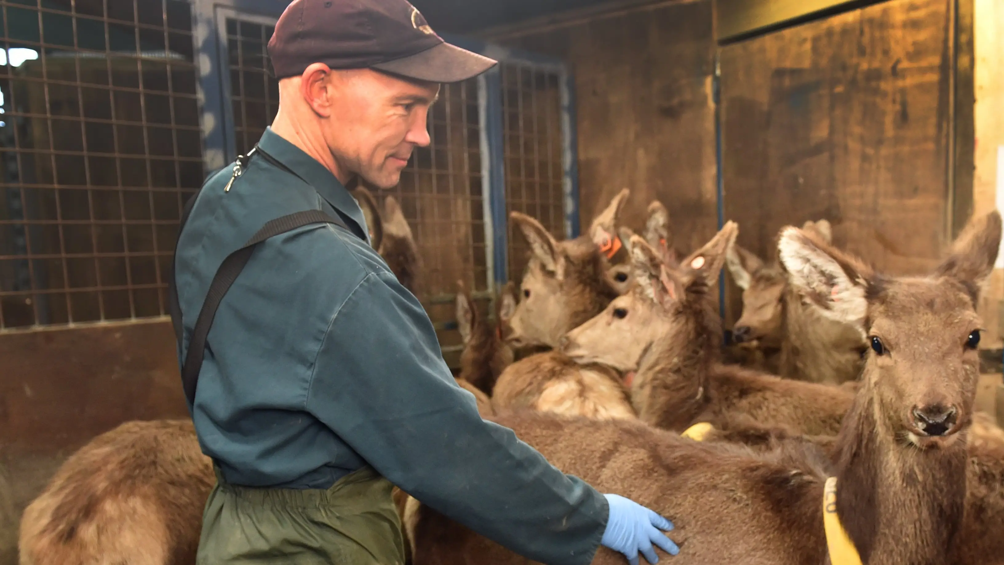 ‘Big fan’ of deer for both farming and eating