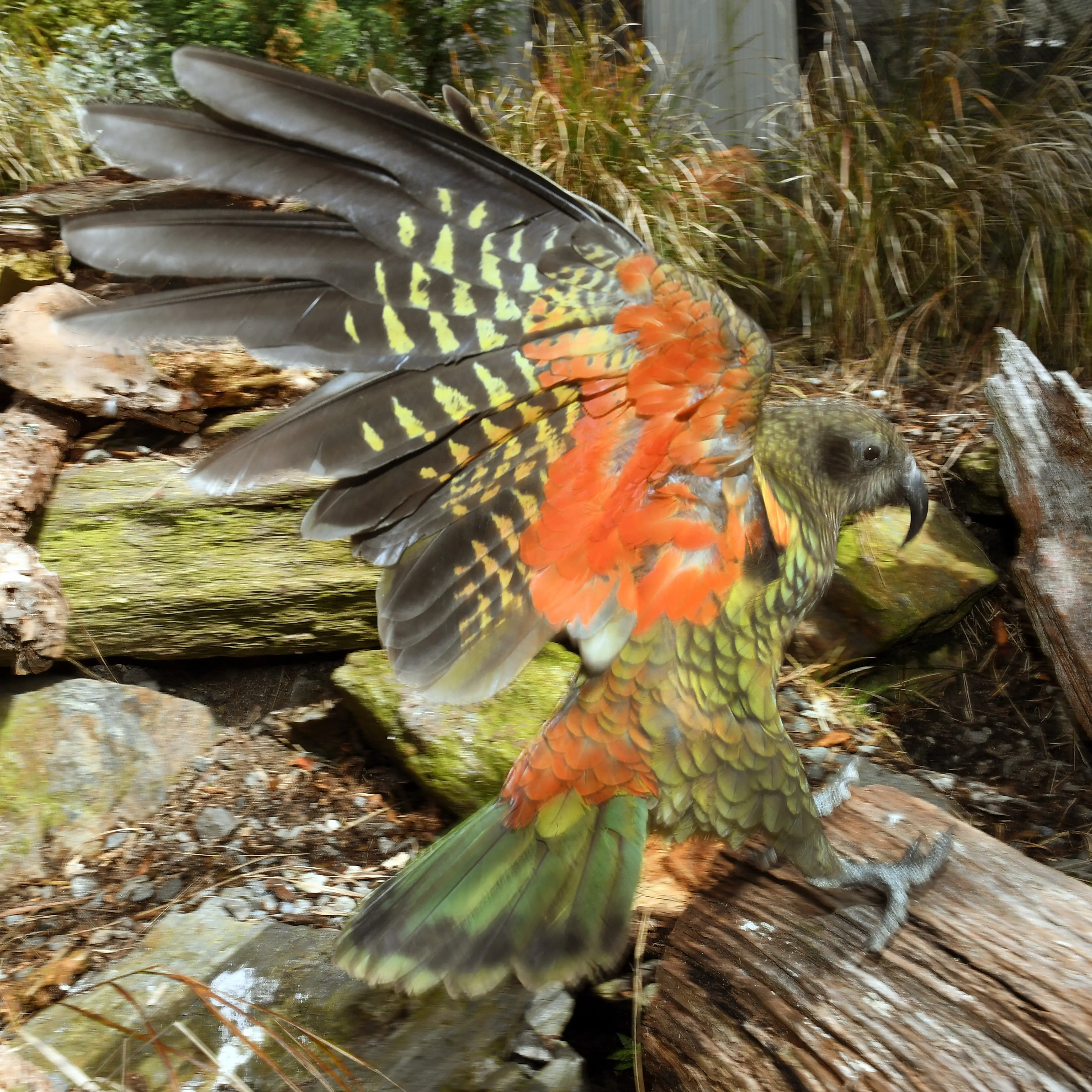 DOC has no desire to breed kea in captivity