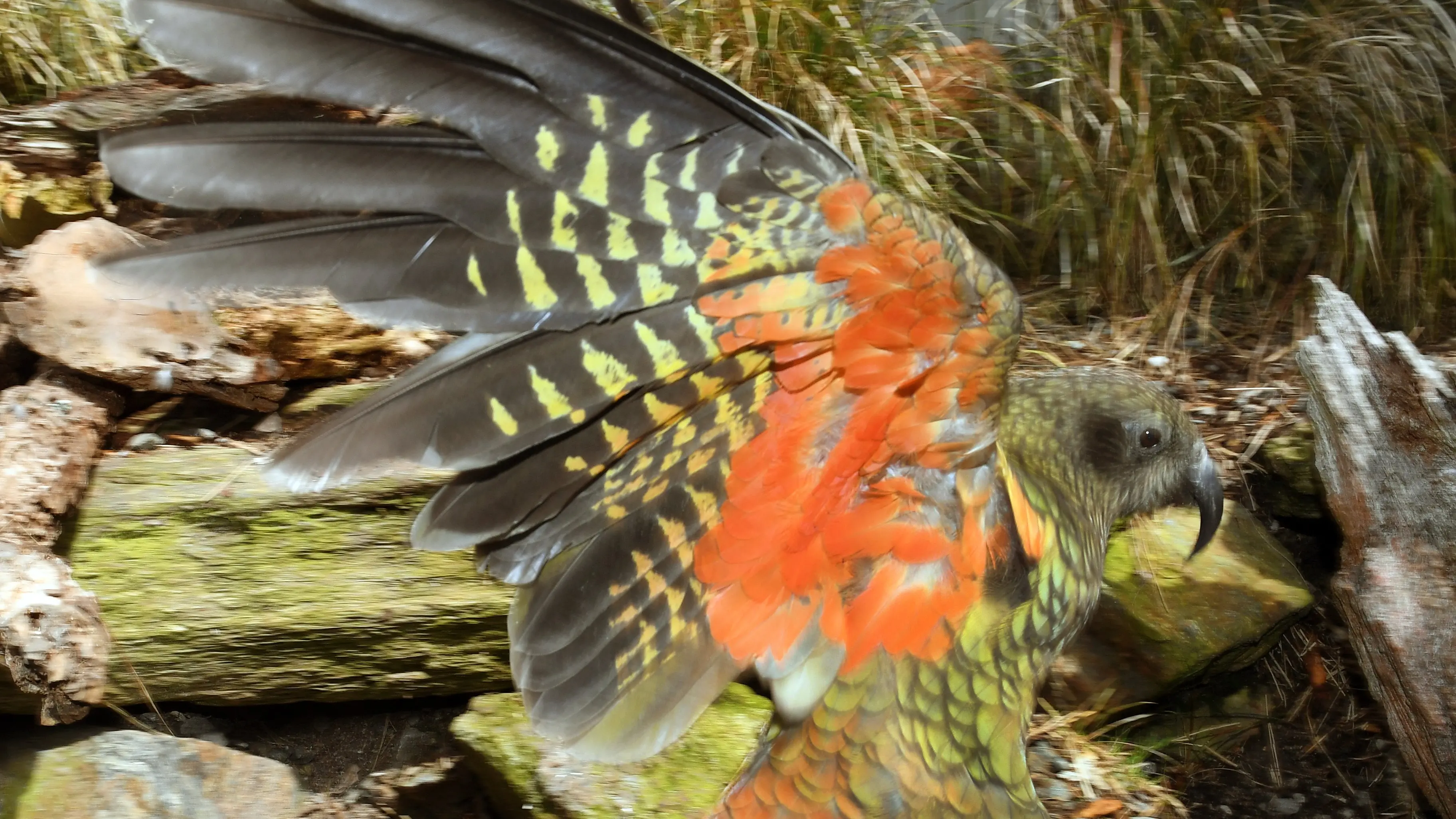 DOC has no desire to breed kea in captivity