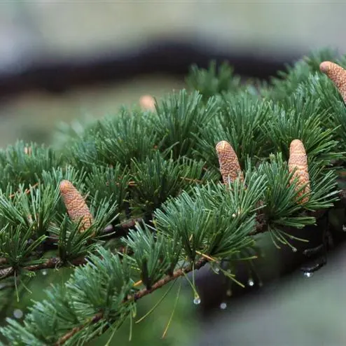 Graceful giant cedar source of essential oil