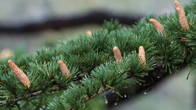Graceful giant cedar source of essential oil
