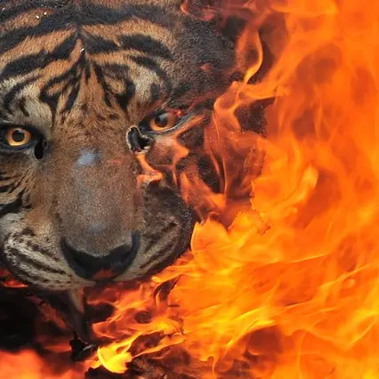 Endangered tiger falls victim to brutal killing spree