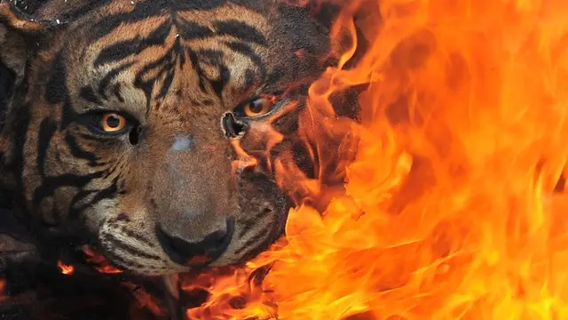 Endangered tiger falls victim to brutal killing spree