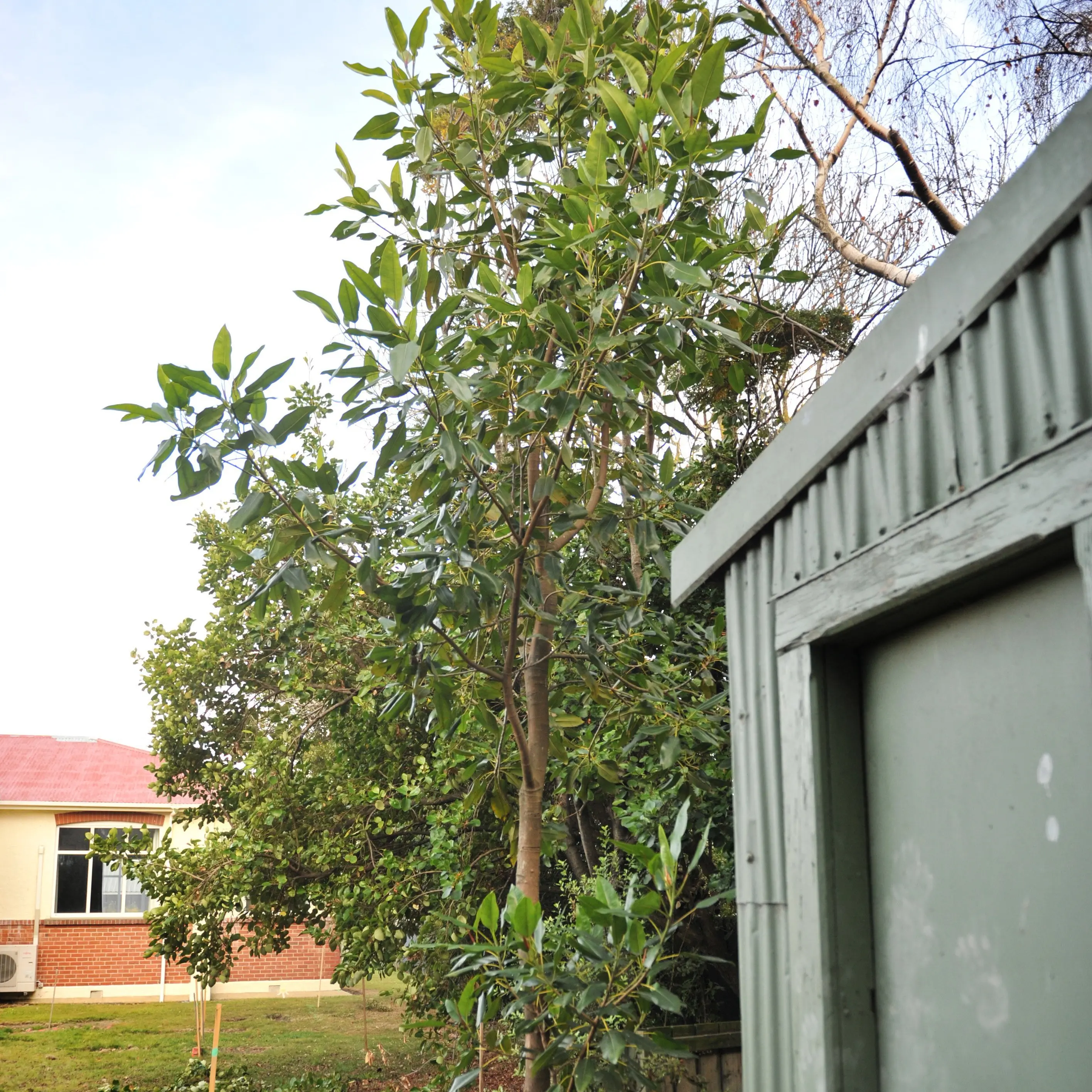 Fig tree thriving in South Dunedin