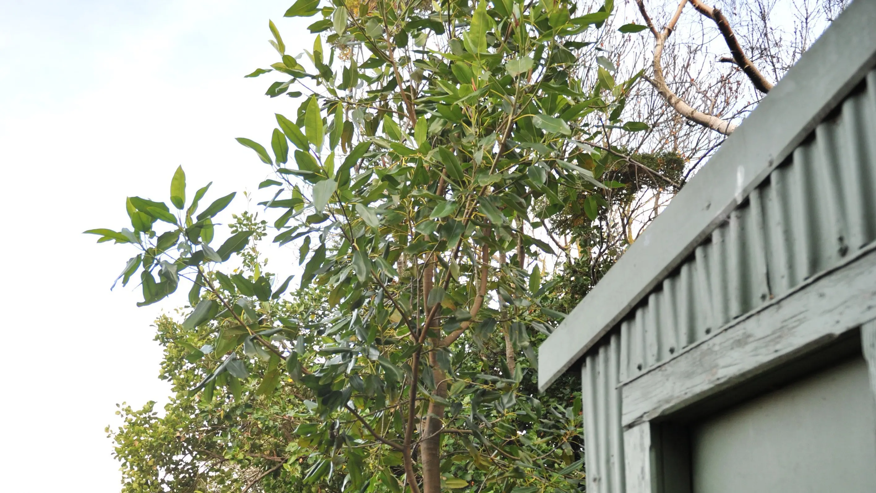 Fig tree thriving in South Dunedin