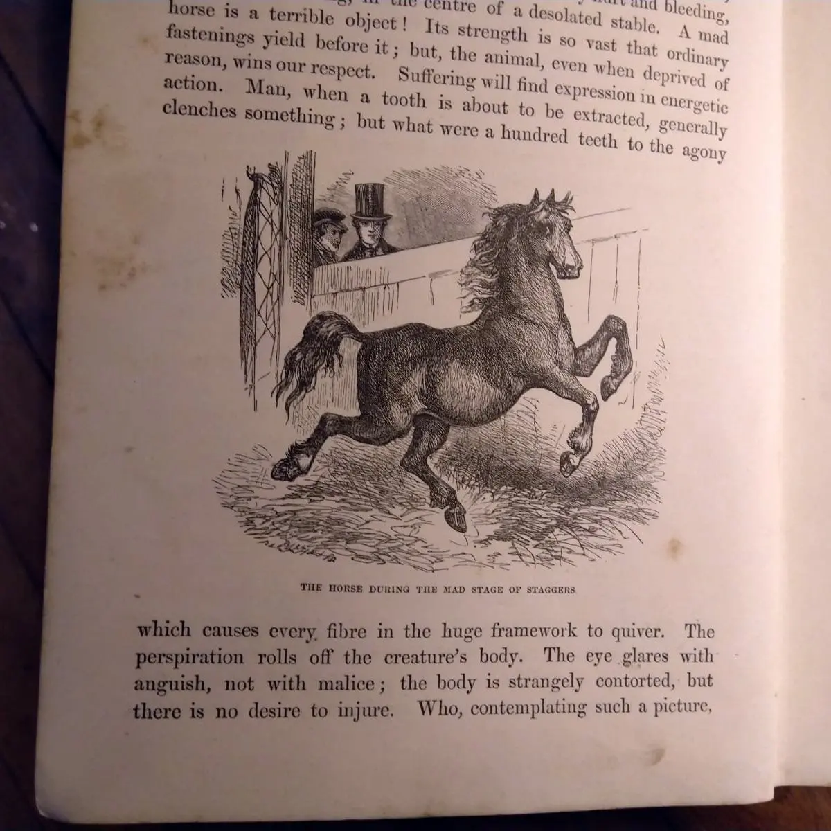 Just horsing around