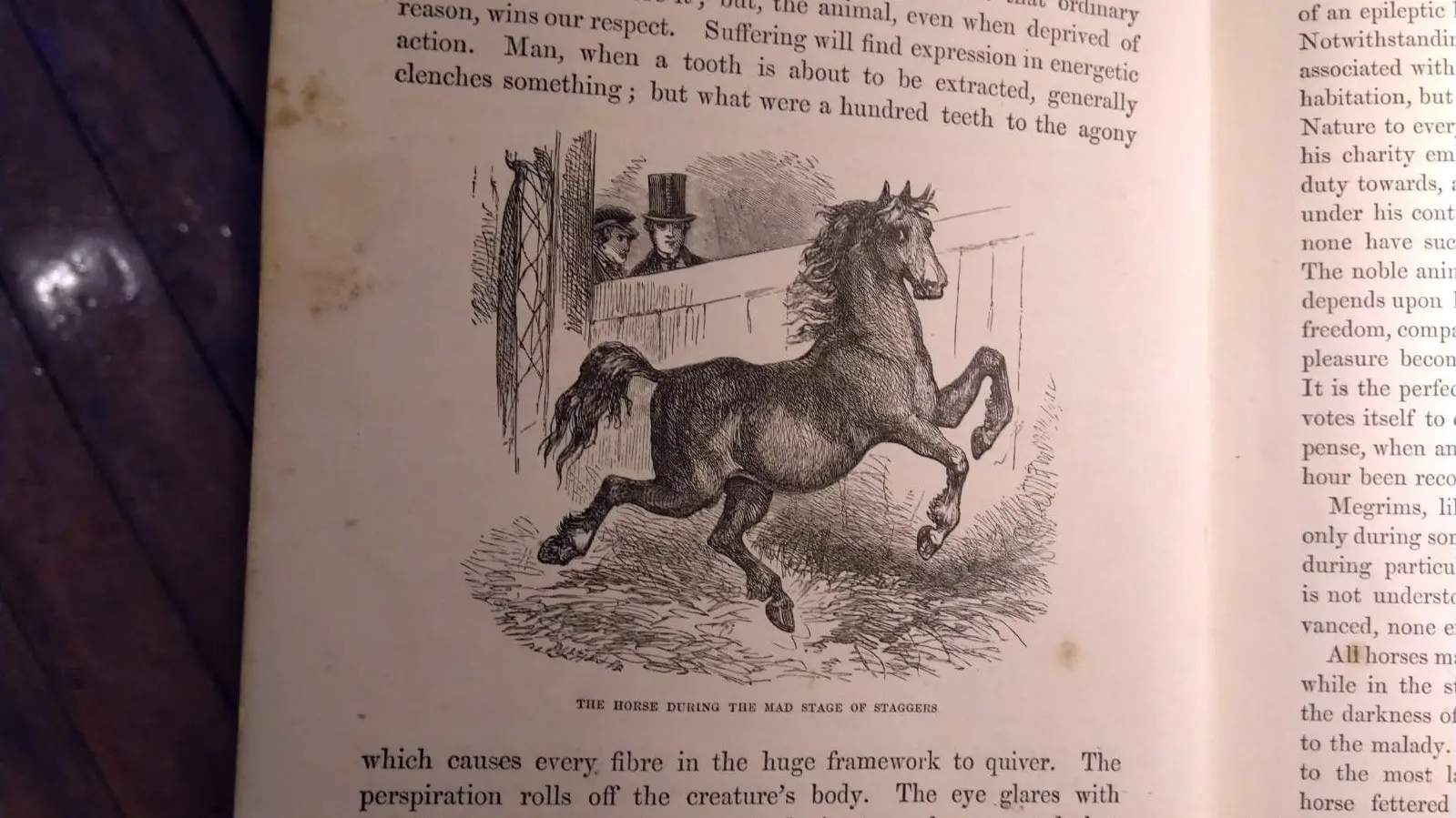 Just horsing around