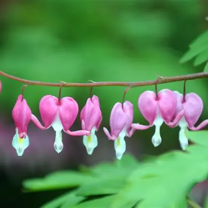 Stunning lush growth, attractive flowers