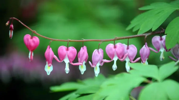 Stunning lush growth, attractive flowers