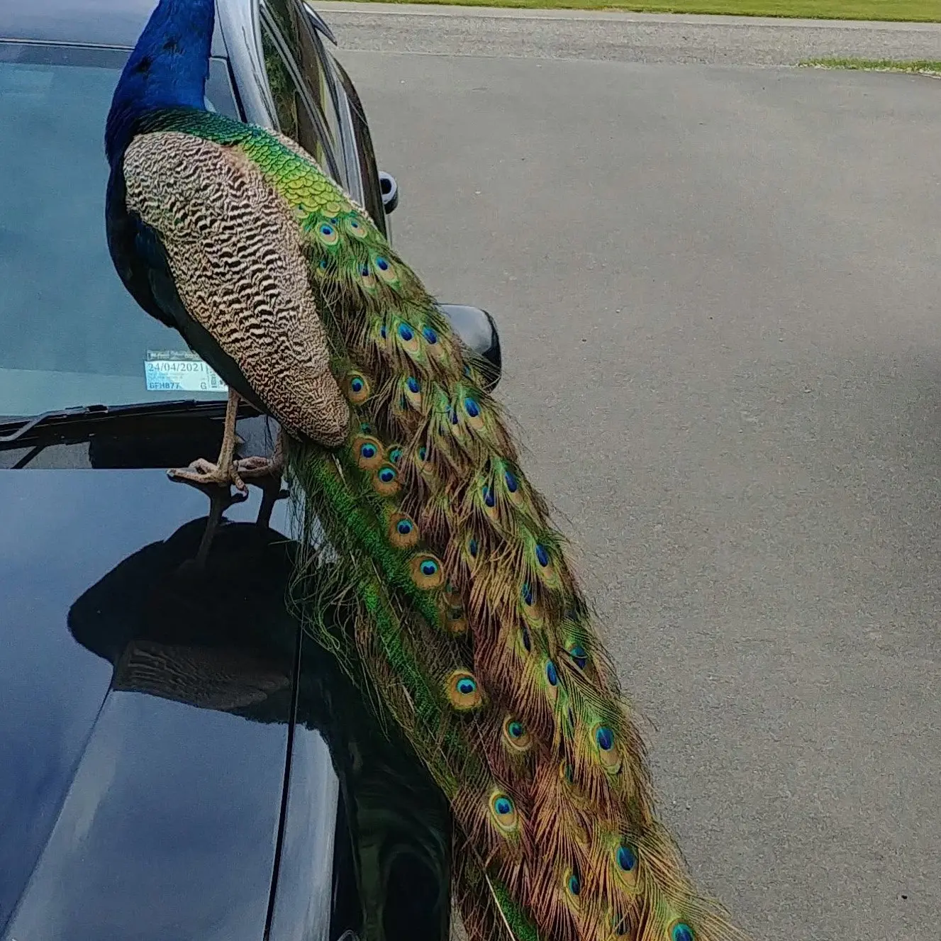 One peacock down and one to go