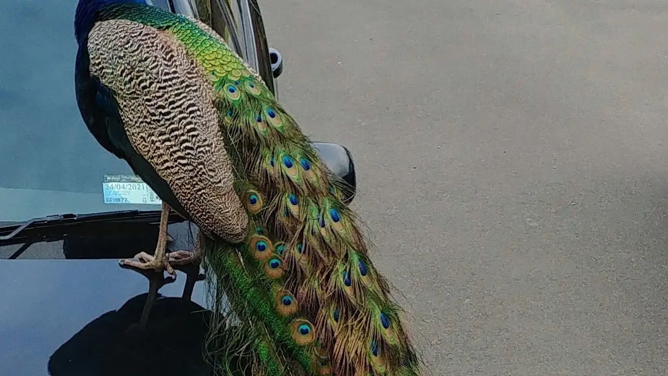 One peacock down and one to go