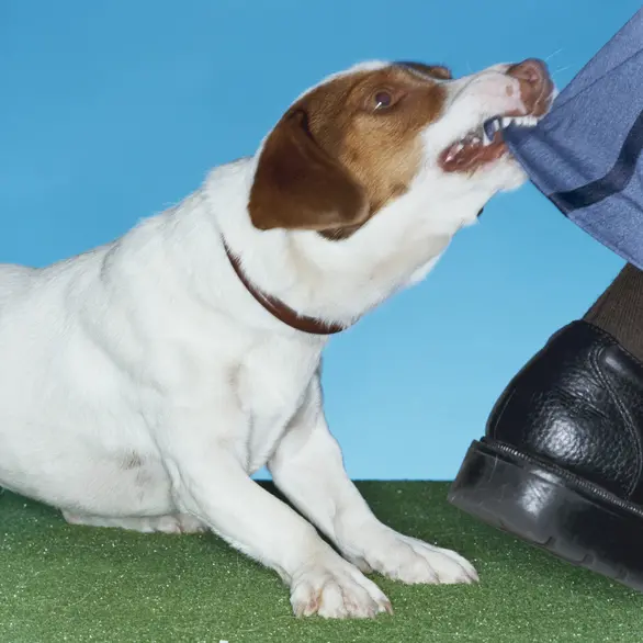 Thousands of dog complaints lodged with city council