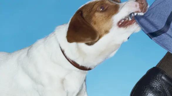 Thousands of dog complaints lodged with city council