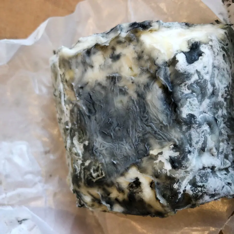 Fungi and mould can be toxic, beneficial or just a nuisance