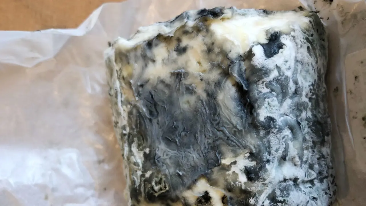 Fungi and mould can be toxic, beneficial or just a nuisance