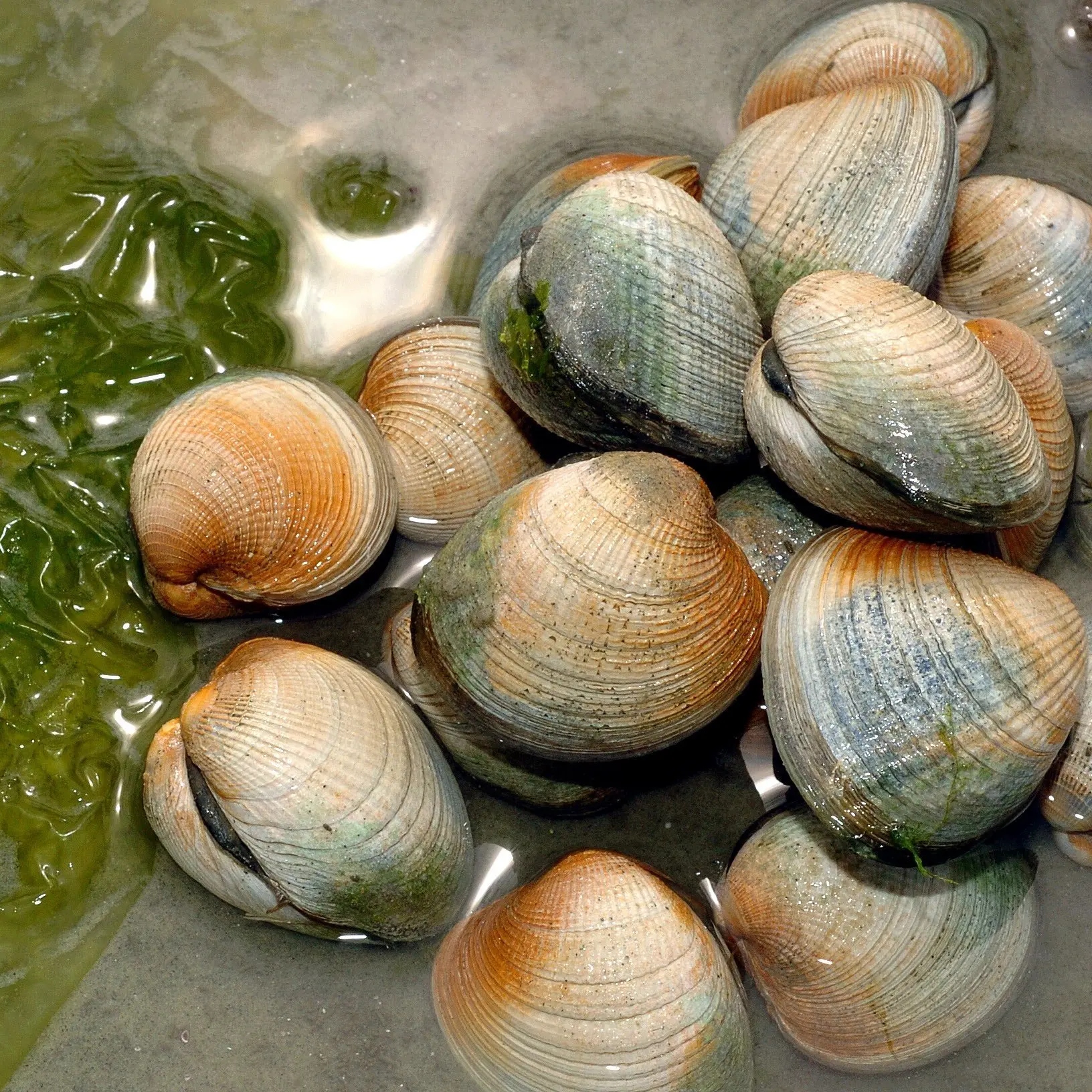 Cockles galore (and taking them means more)