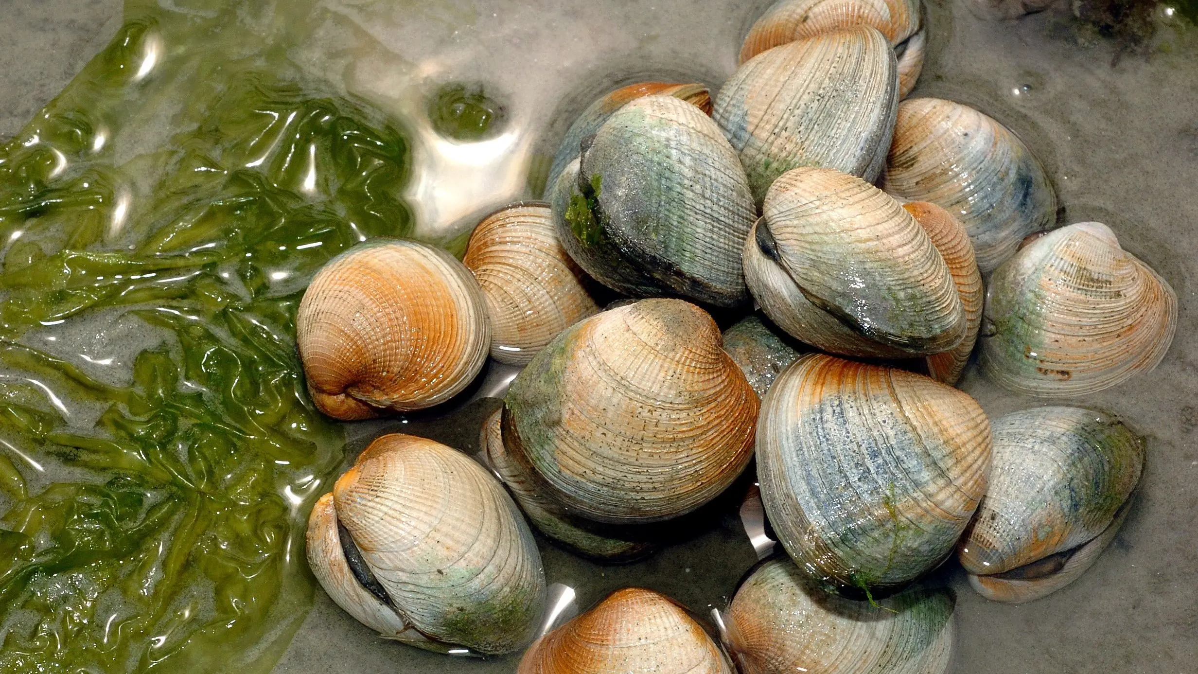 Cockles galore (and taking them means more)