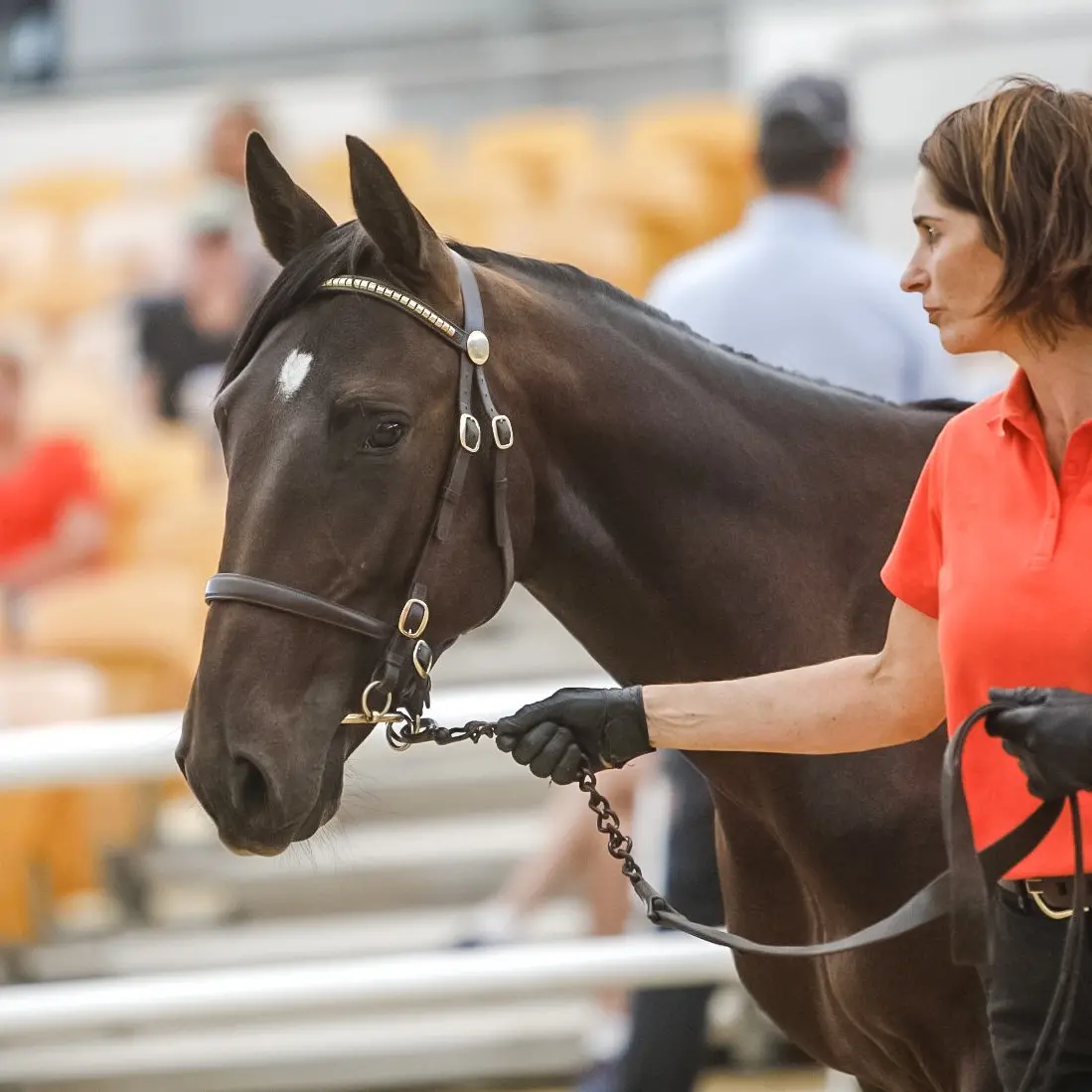 Day of records for Winton breeders at yearling sale