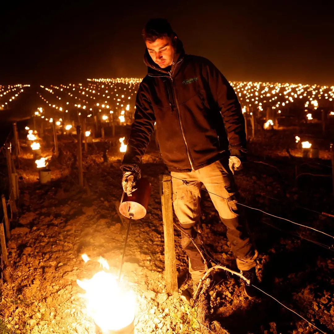 French winemakers set candles, straw ablaze to save vines from frost