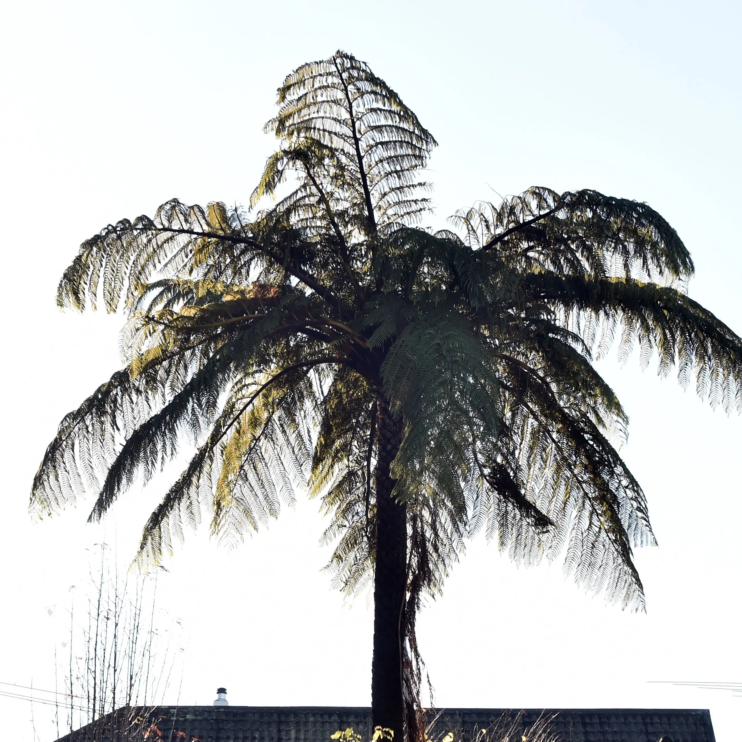 A frond indeed