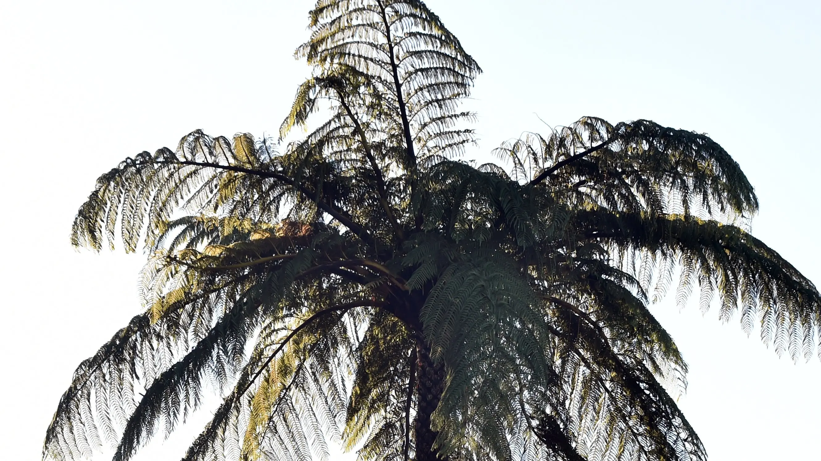 A frond indeed