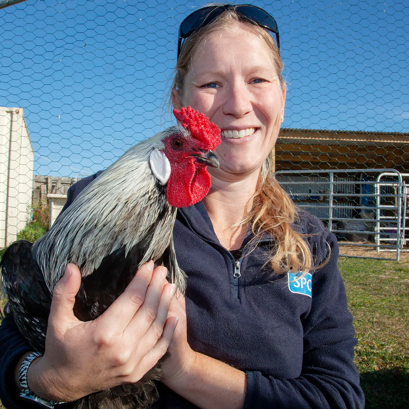 Charlie's ready to leave the coop: Unwanted animals swamp Christchurch SPCA