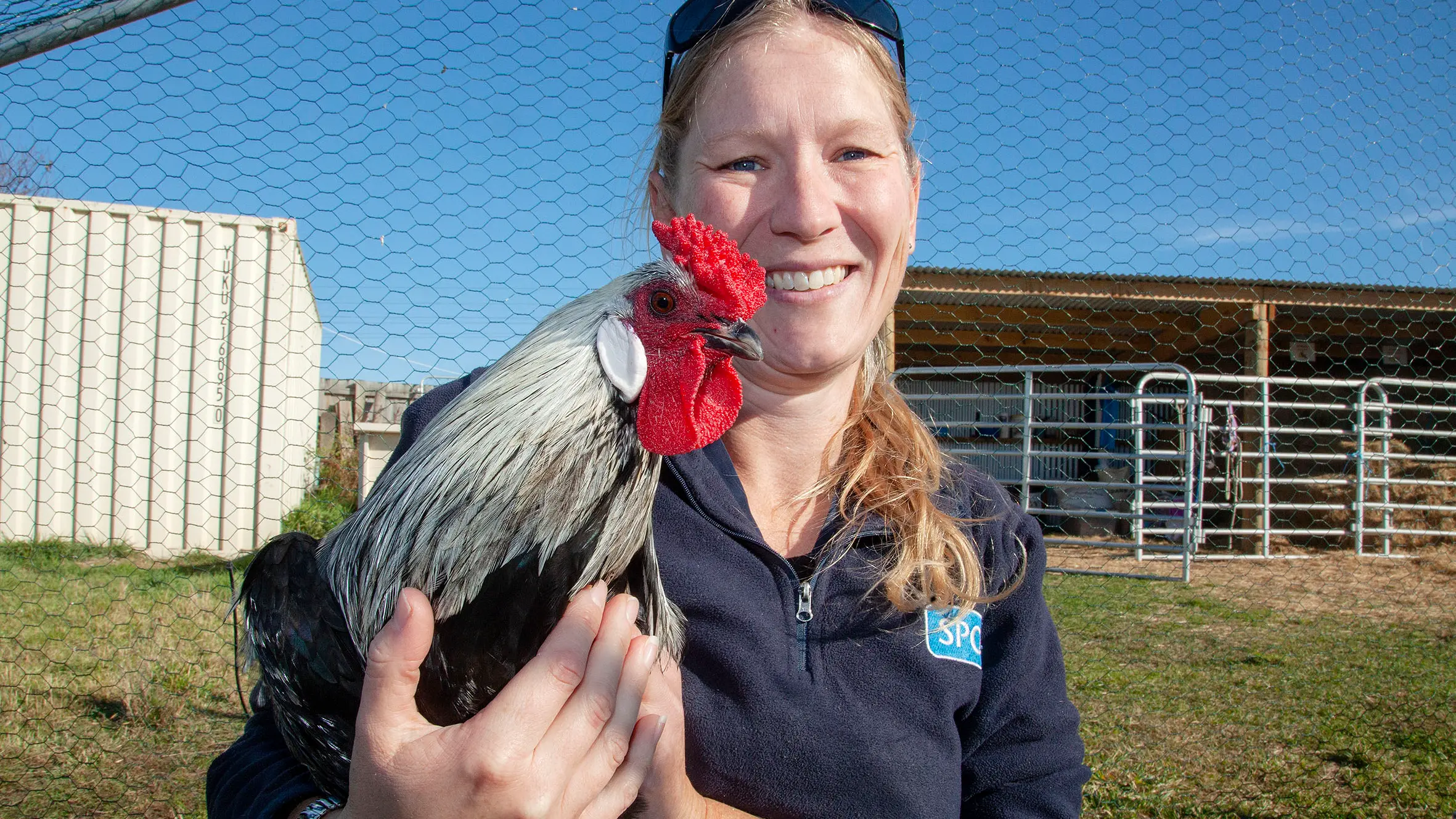 Charlie's ready to leave the coop: Unwanted animals swamp Christchurch SPCA