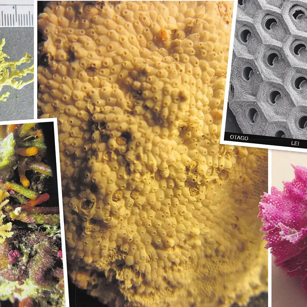 Collaboration the gift of bryozoans