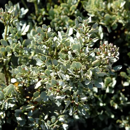 Celery pine evergreen with pleasing aroma
