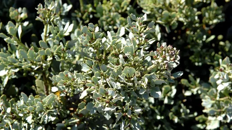 Celery pine evergreen with pleasing aroma