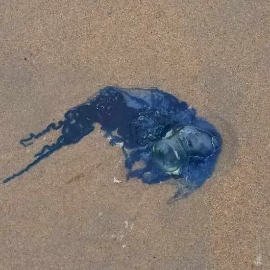 Bluebottles in Campbells Bay attributed to El Nino