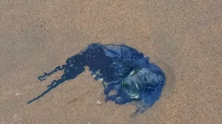 Bluebottles in Campbells Bay attributed to El Nino