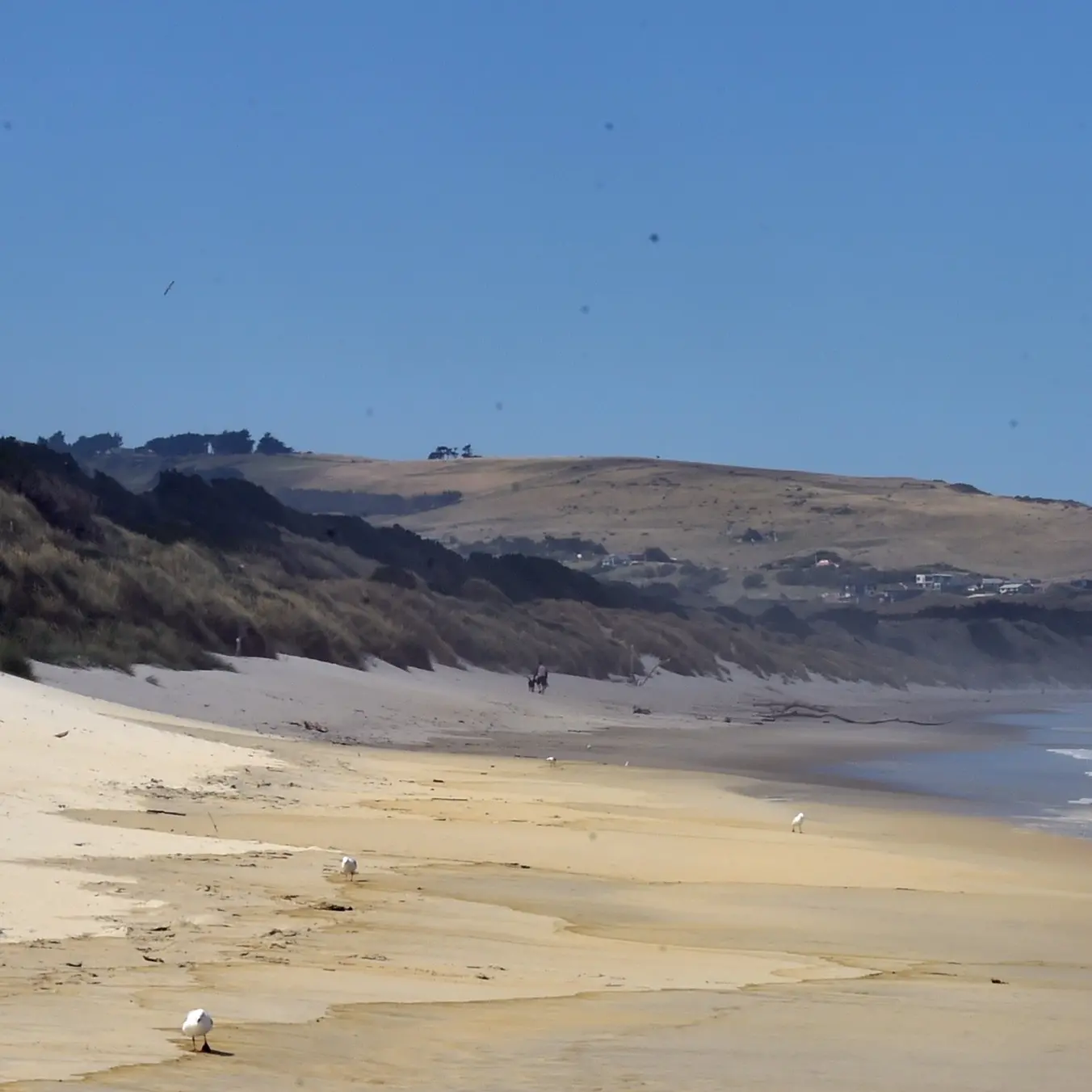 South Dunedin’s future: ‘Look after the dunes’