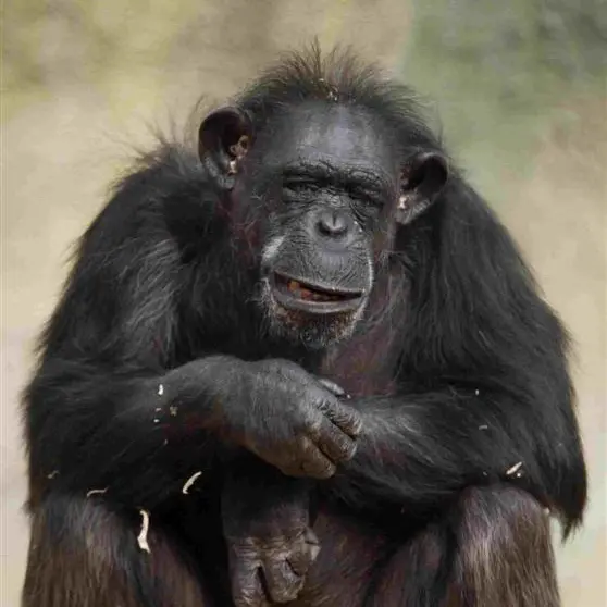 Chimps mourn like humans: study