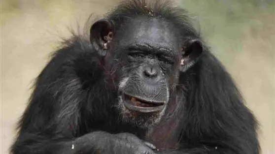 Chimps mourn like humans: study