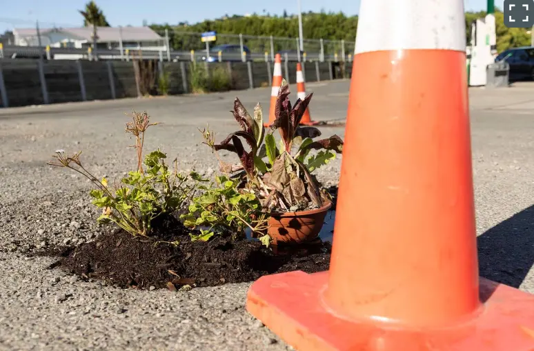 Plants in potholes prompts quick fix