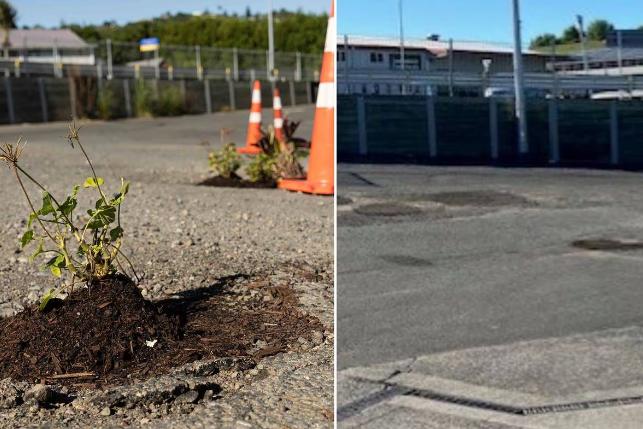 Plants in potholes prompts quick fix