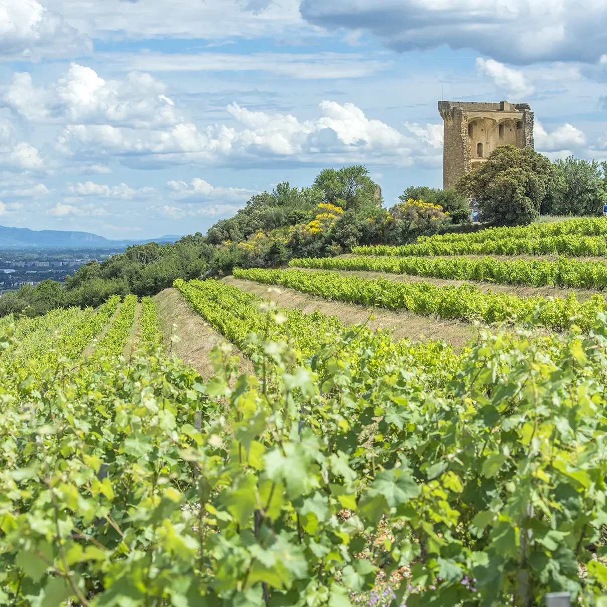 Roaming through Rhone