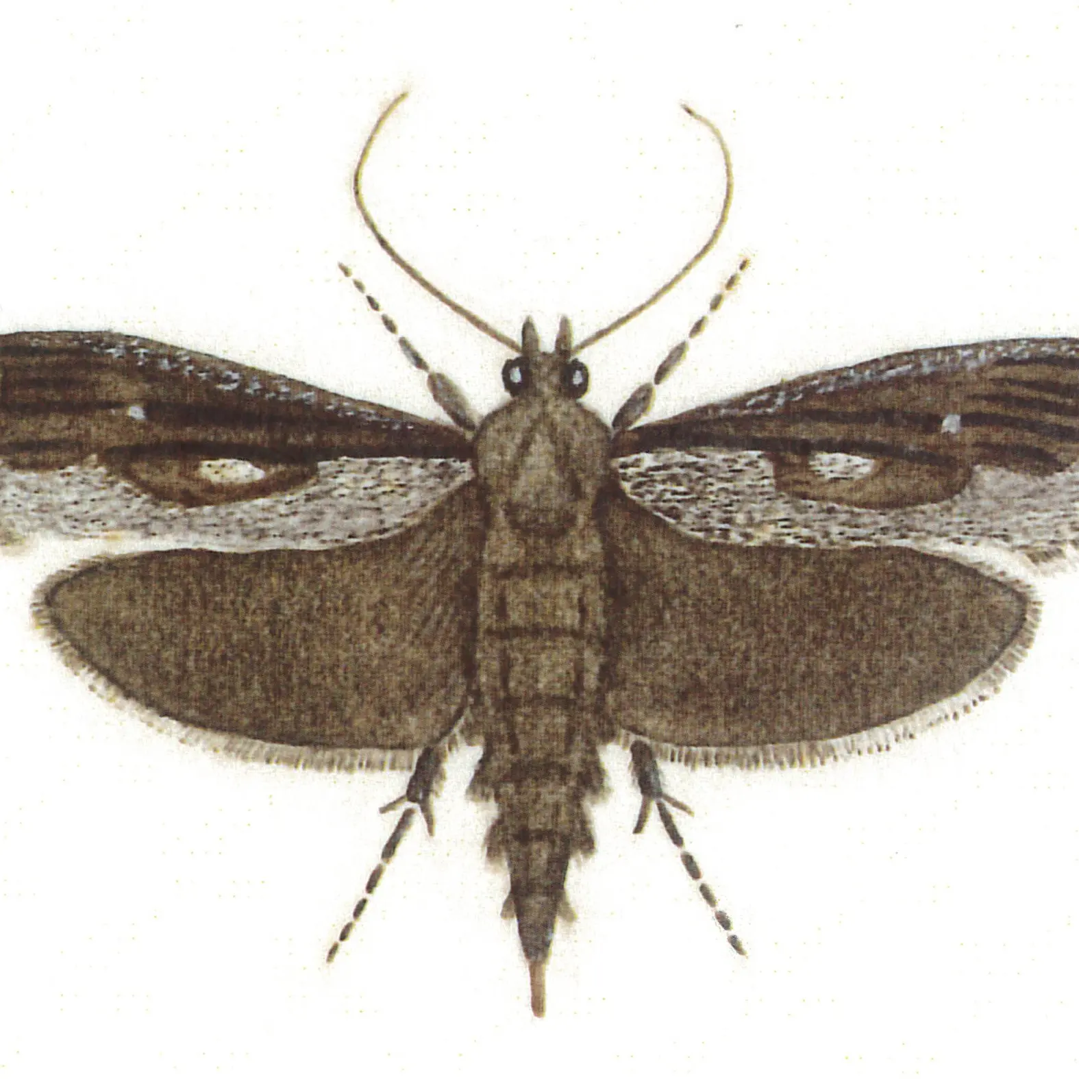 Frosted phoenix moth rises