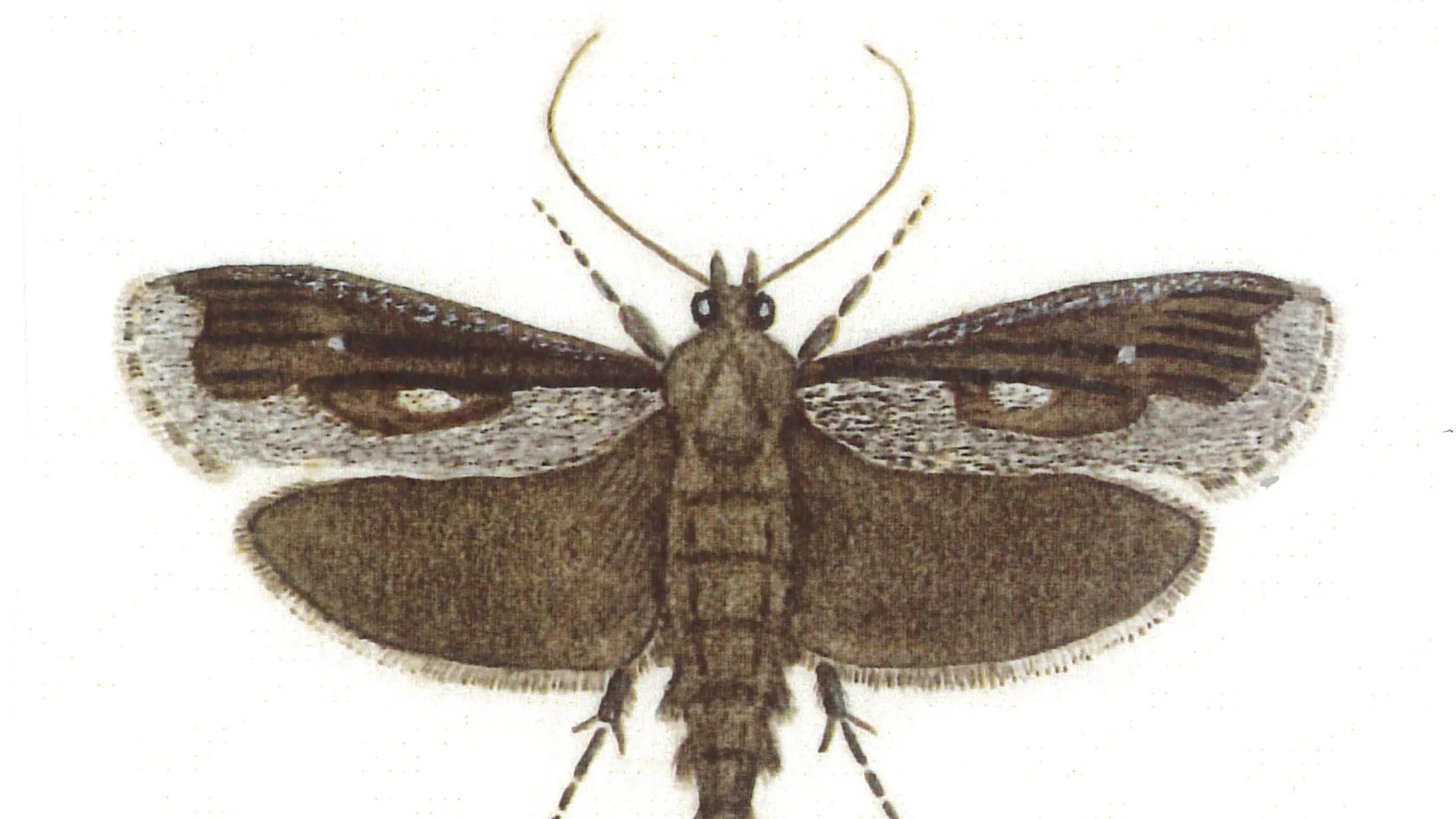 Frosted phoenix moth rises