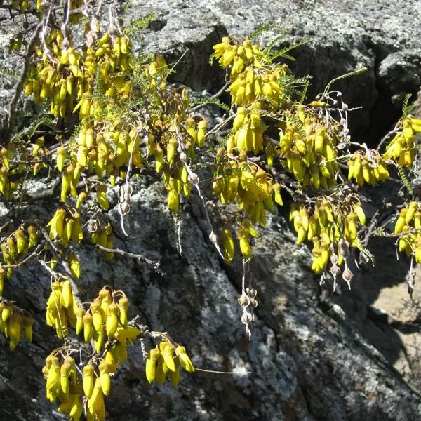 Kowhai back on Feehly Hill
