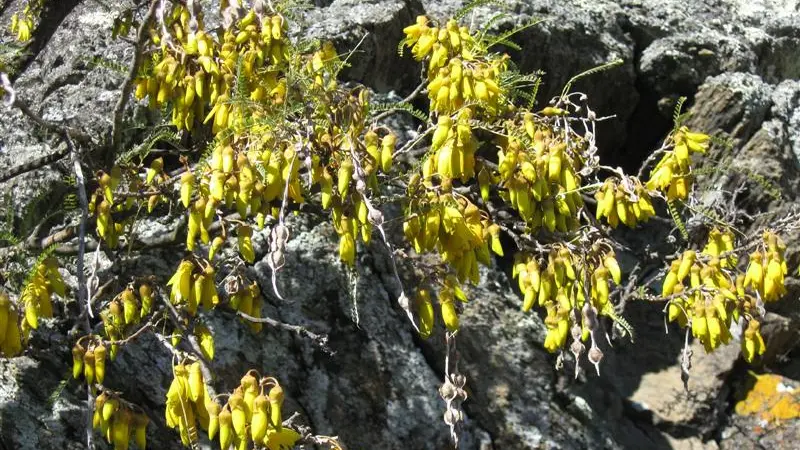 Kowhai back on Feehly Hill