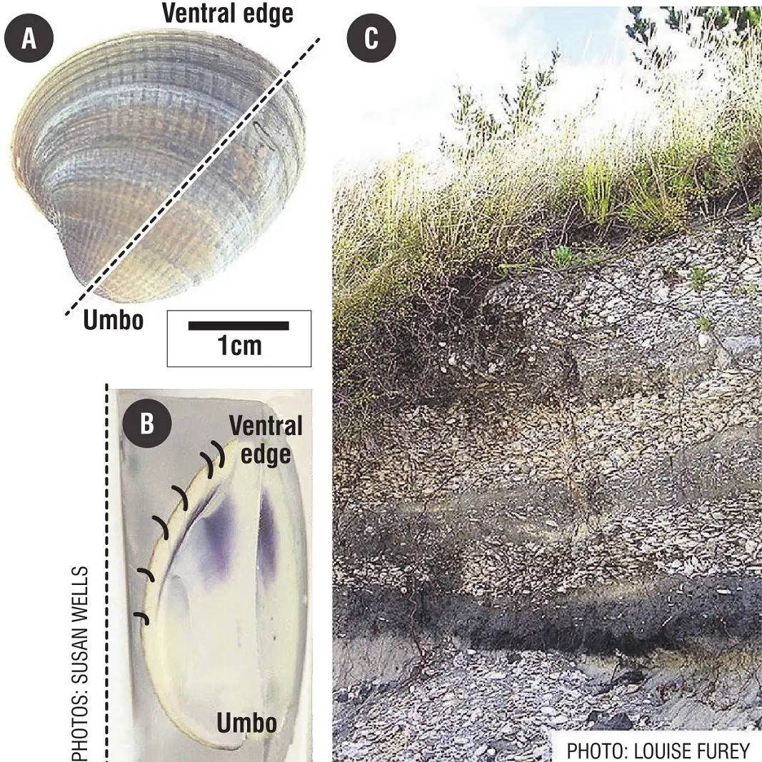 Shells find purpose long after low tide