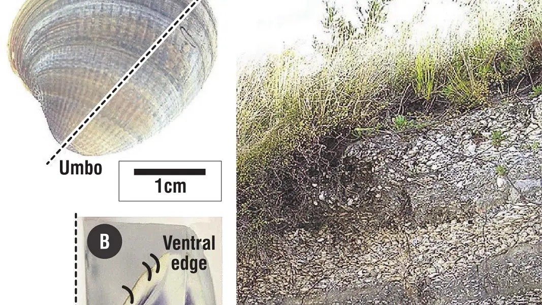 Shells find purpose long after low tide