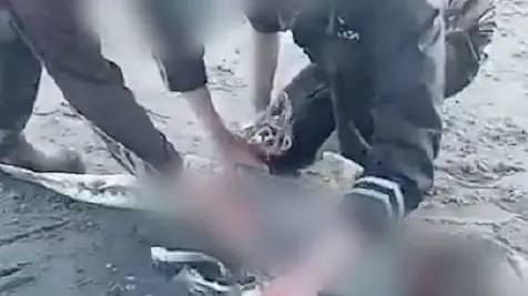 Shark was euthanised - MPI investigation finds